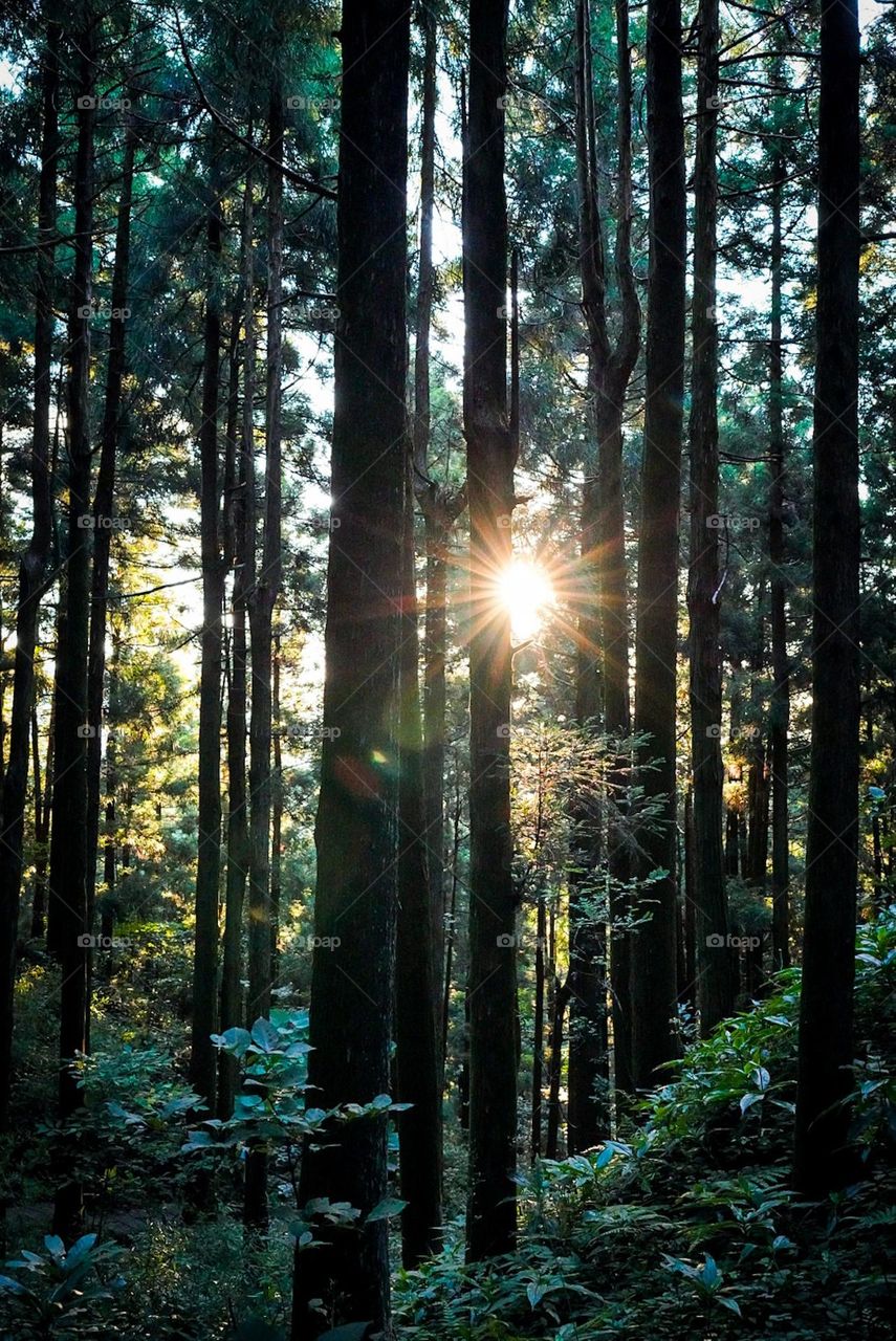 Sunrise going through the enchanted forest