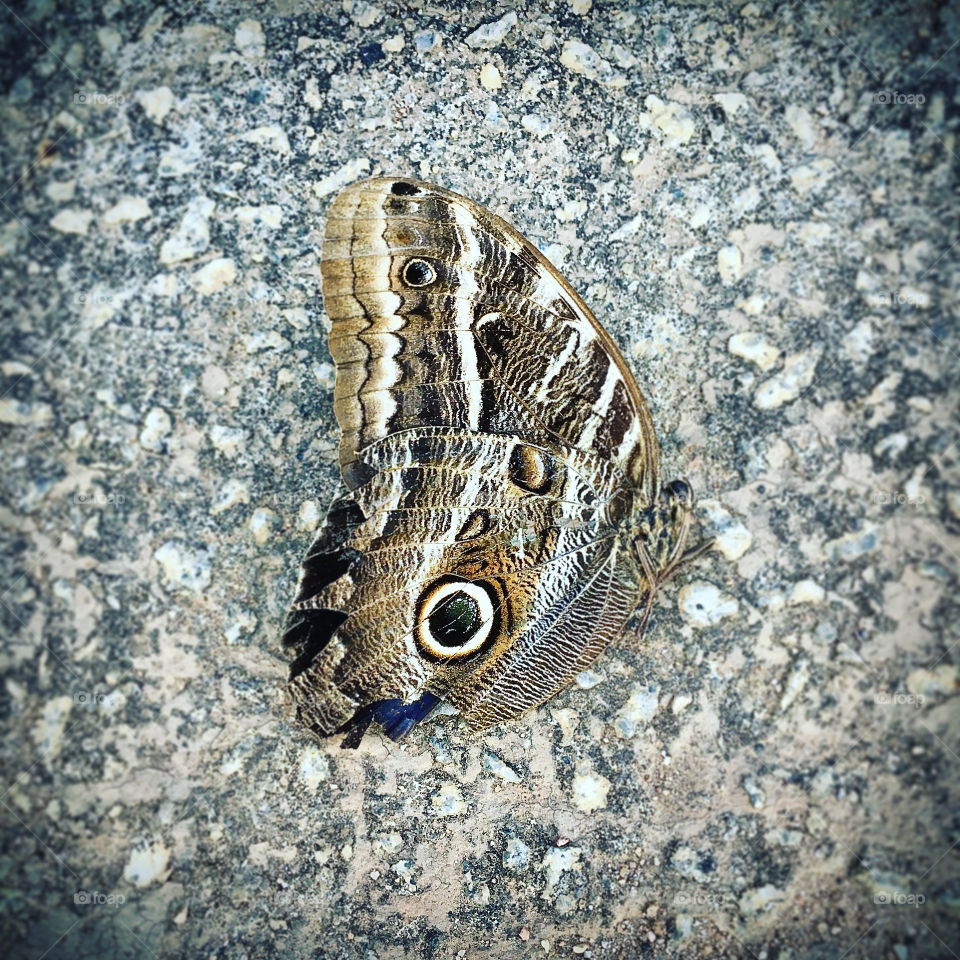 FOAP MISSIONS - FOCUS: 🇺🇸 A butterfly decided to pose to be photographed. If it weren't for the whim of the focus, it would be camouflaged! / 🇧🇷Uma borboleta resolveu fazer pose para ser fotografada. Se não fosse o capricho do foco, estaria camuflada!