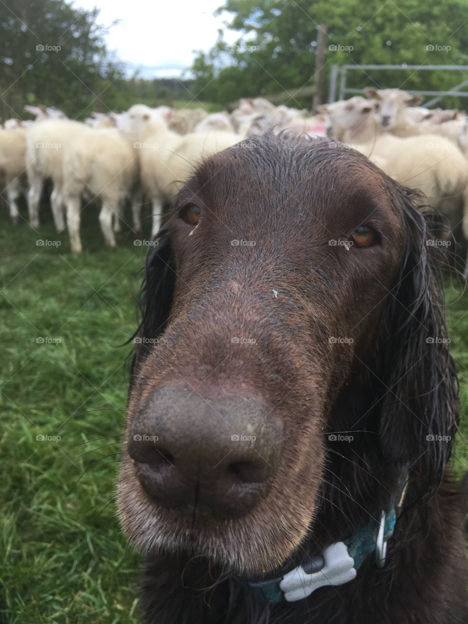 Flatcoat retriever close up, nose appears large and long.  In the background is grass and sheep 