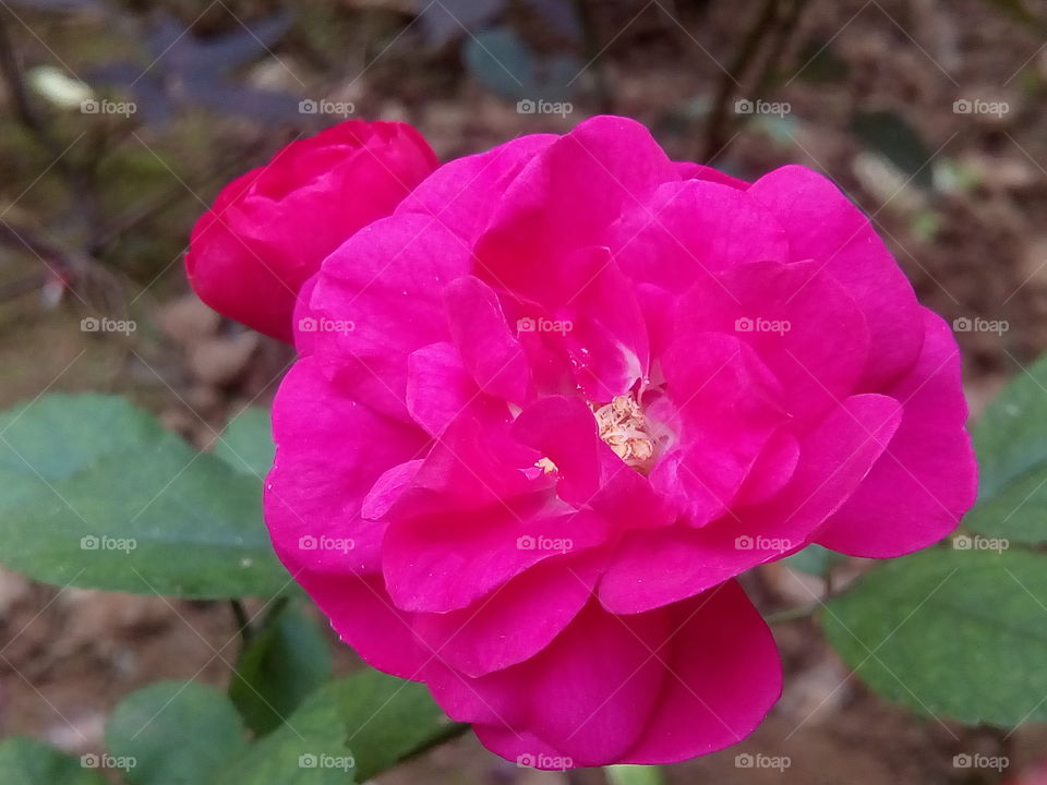 flower 2018-01-22 005 
#আমার_চোখে #আমার_গ্রাম #nature #flower 
#eukaryota #plantae #angiosperms #eudicots