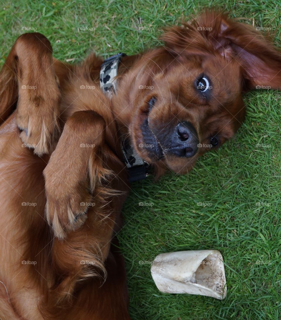 Quinn smiling for a change .... rolling around on the grass 😂