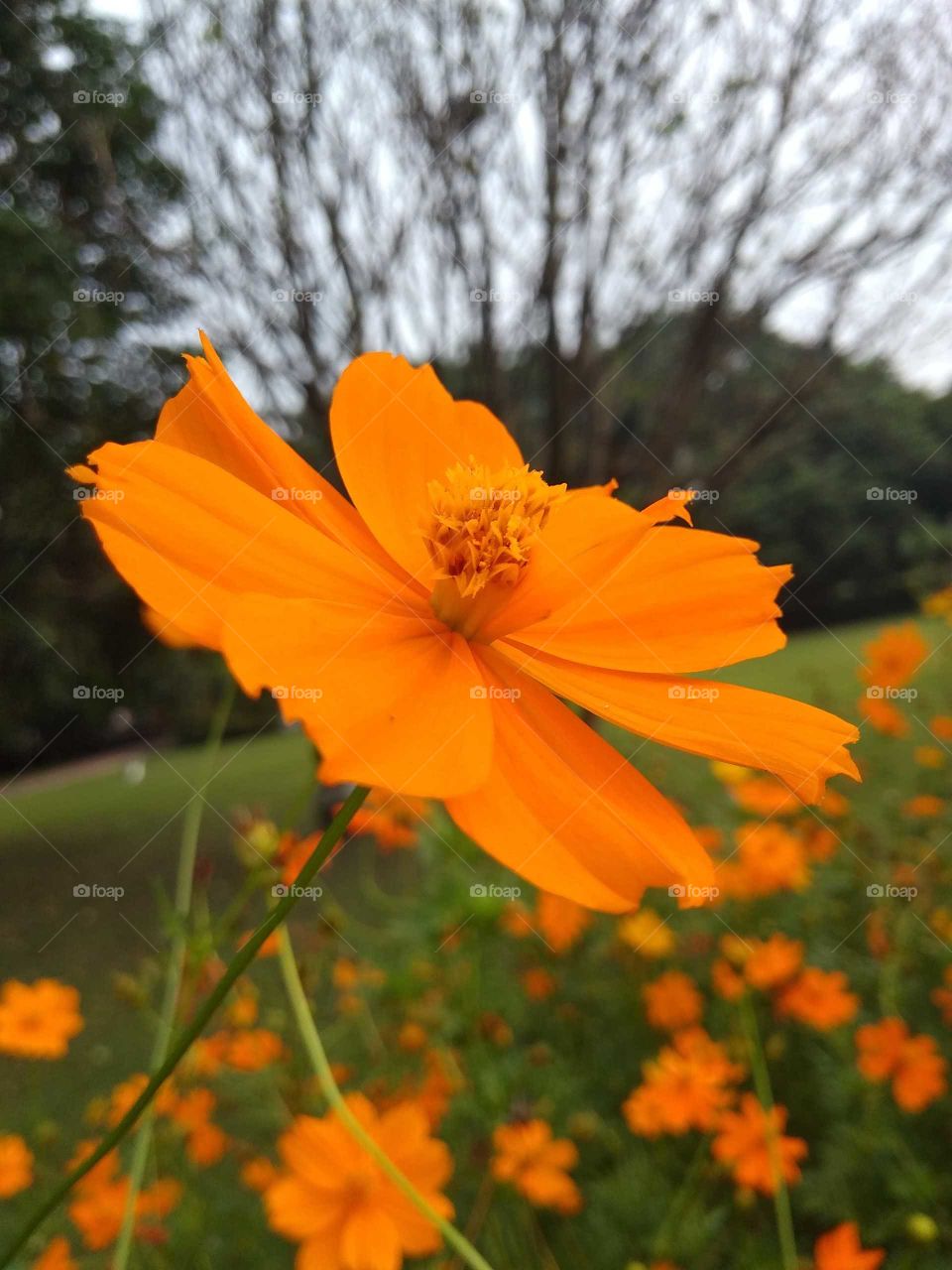 yellow flower in the garden
