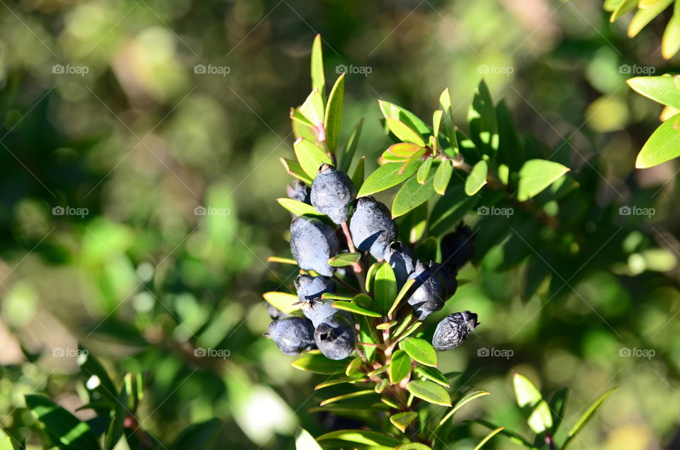 Berries 