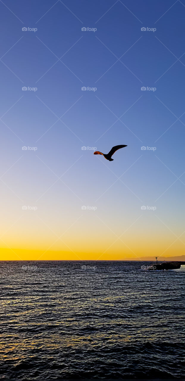 Seagull over Redondo Beach Sunset