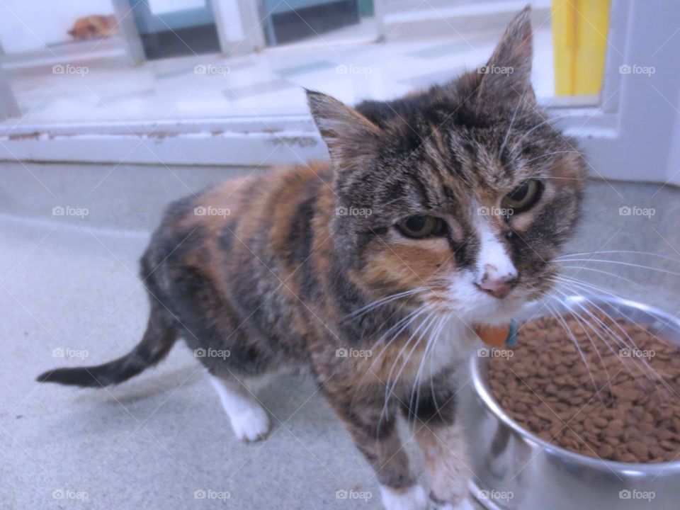 Old brown tabby cat 