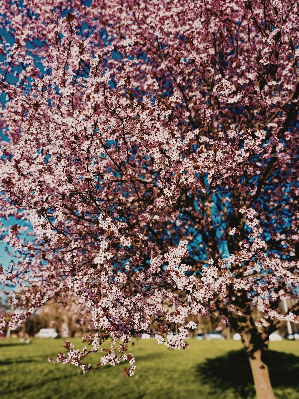 spring tree