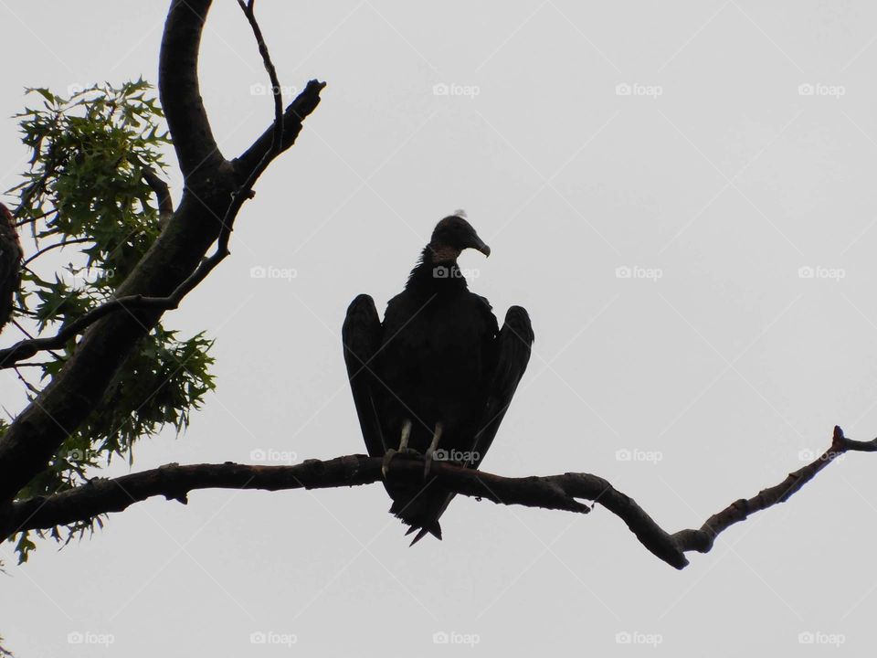 turkey vulture sitting pretty