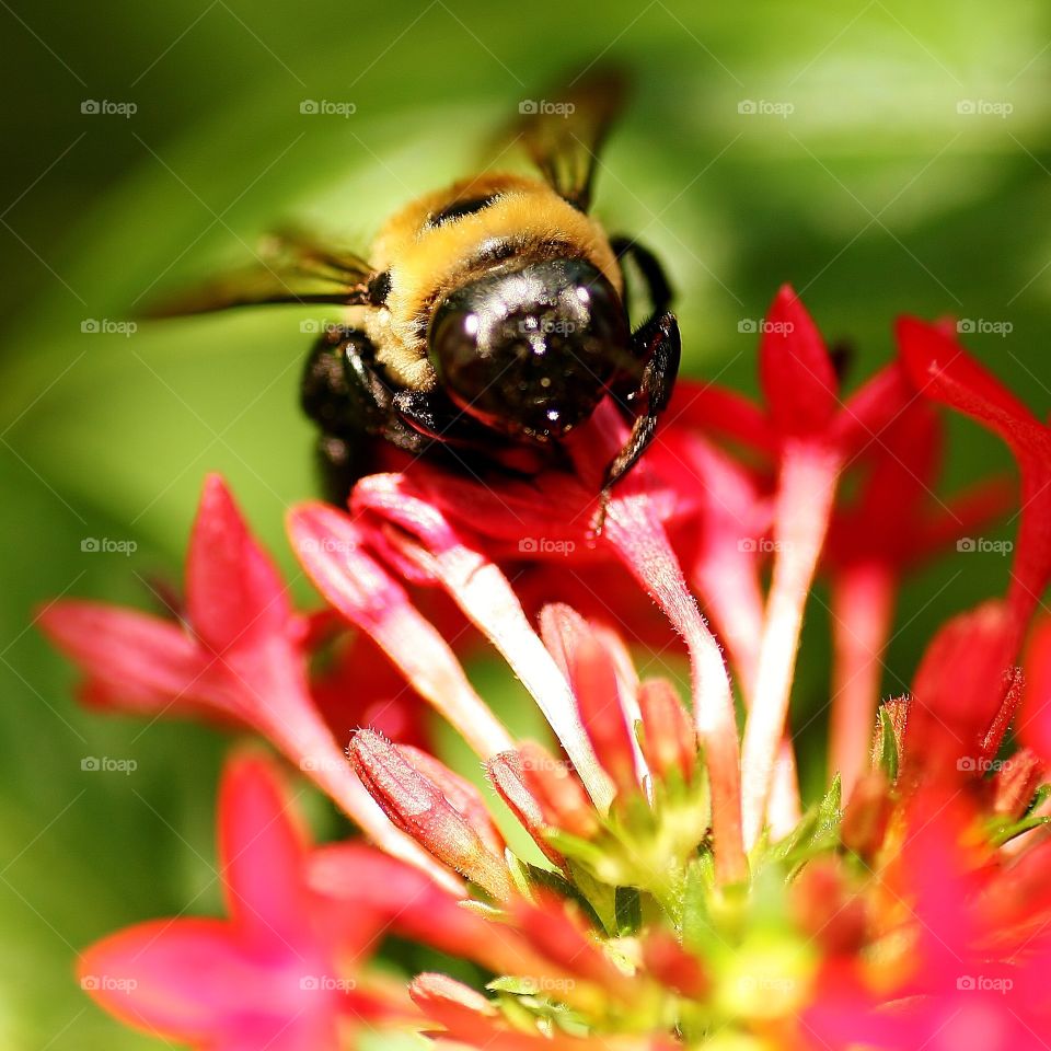 Fuzzy bee. Handheld shot. Wishing I had my tripod, I took a chance at getting this shot. 