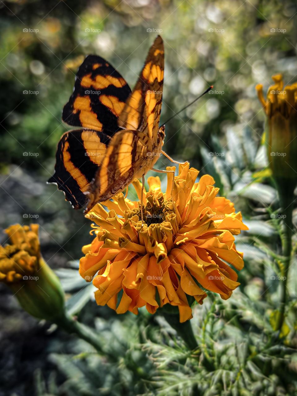 close-up of a black orange butterfly perched on a blooming marigold!