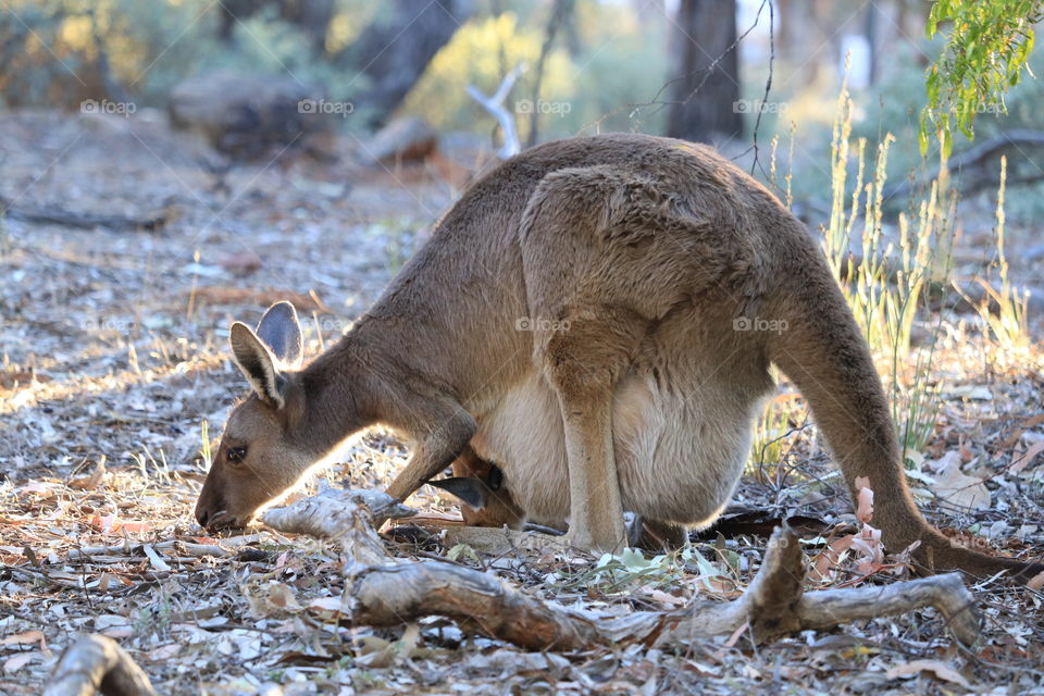 Female mother eastern grey kangaroo grazing in the south Australian wild with joey baby in pouch 