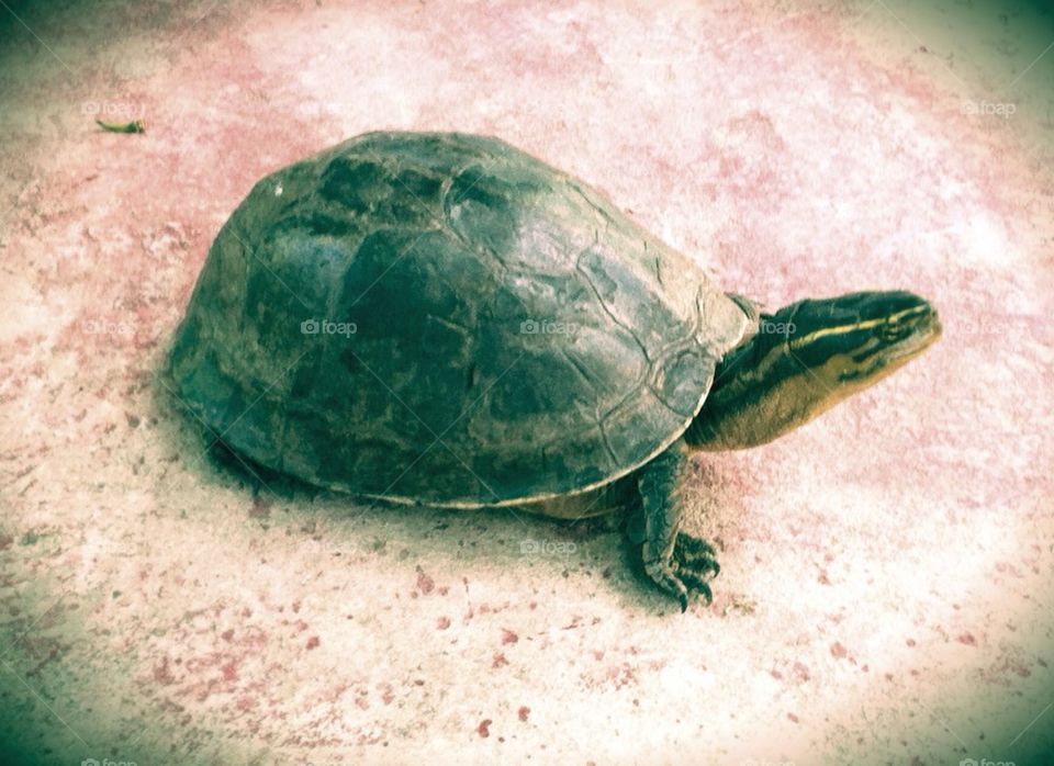 Turtle