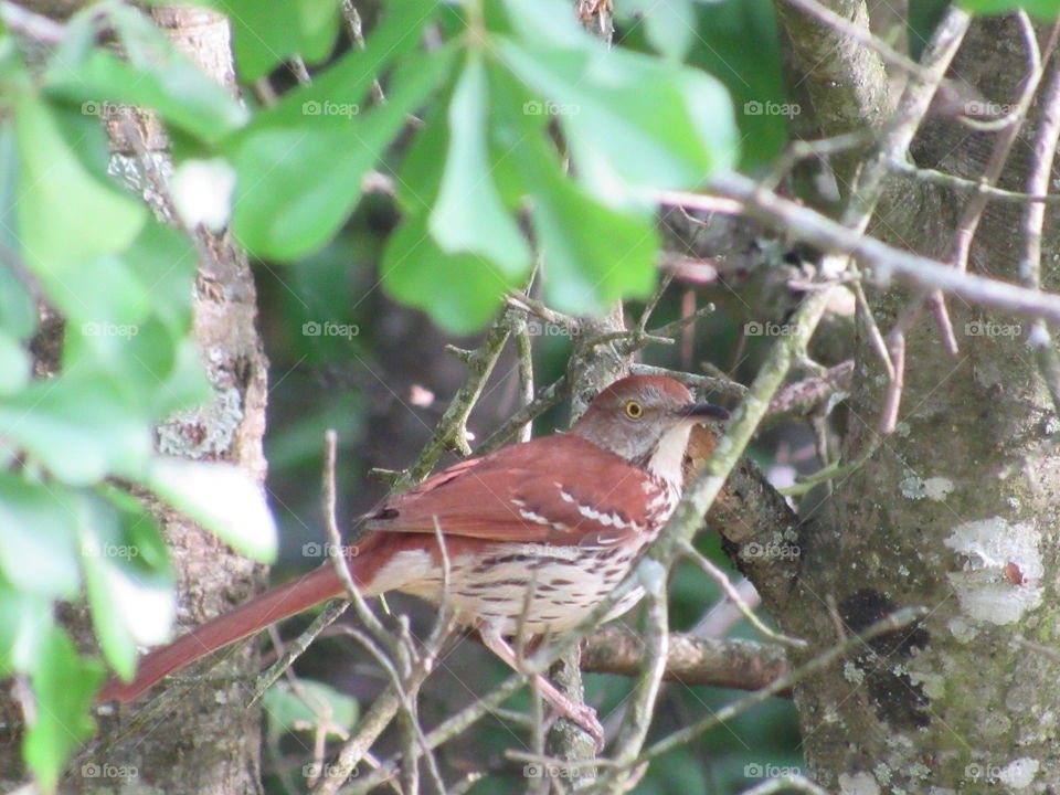 Nature, Wildlife, Tree, Outdoors, Bird