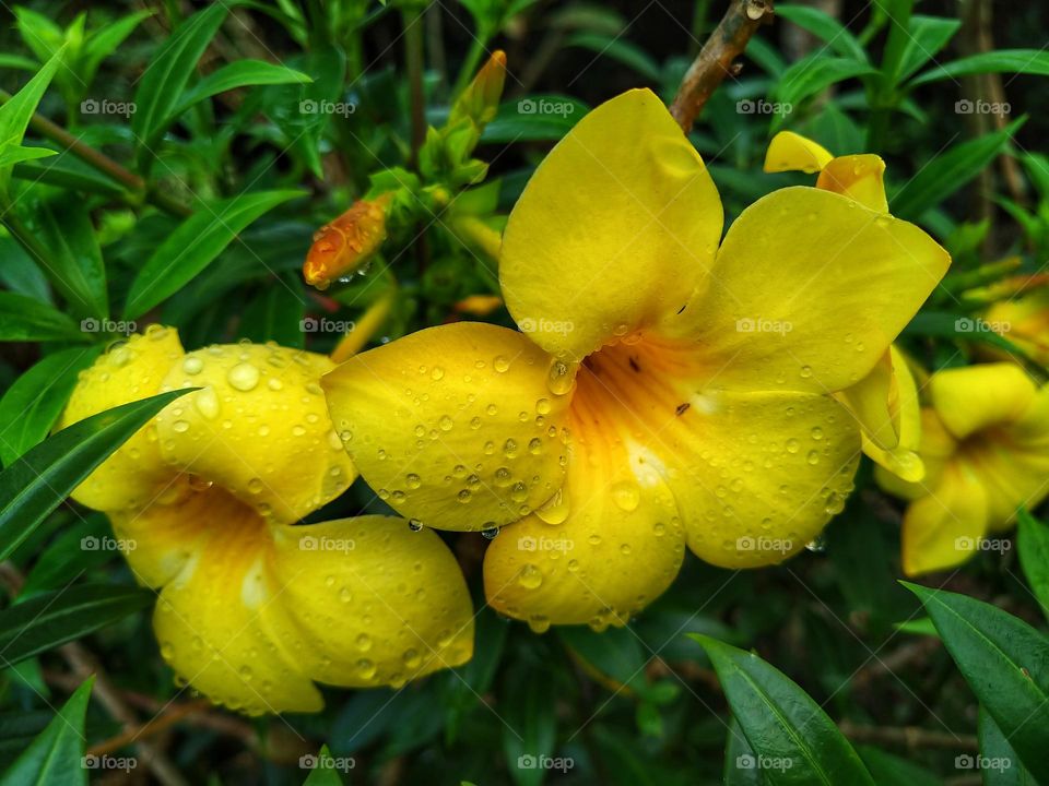 Beautiful yellow Allamanda flower in bloom.