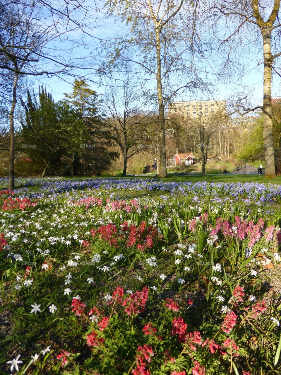 Spring flowers in the botanic garden in Gothenburg 