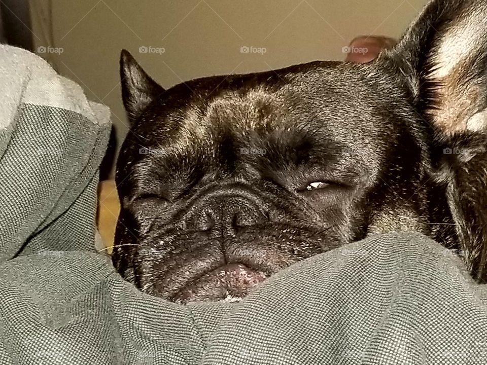 My Sleepy Frenchie