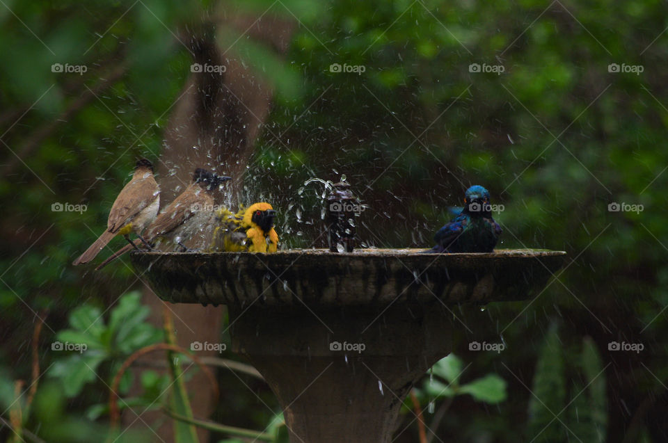 Bird bath 6