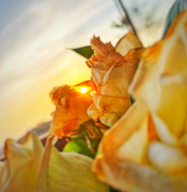 A magic sunset