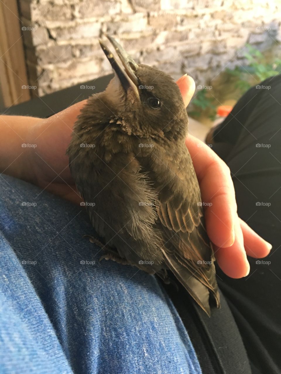 A juvenile rescued starling sits on a lap and enjoys being pet, looking at the camera. 