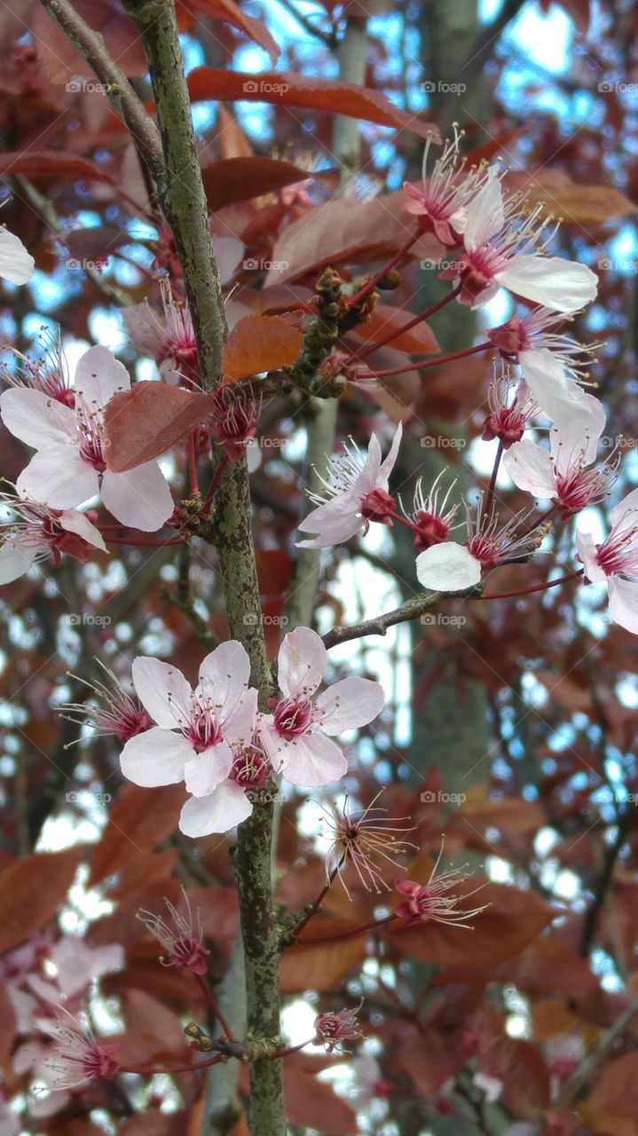 pink cherry blossom tree in the spring