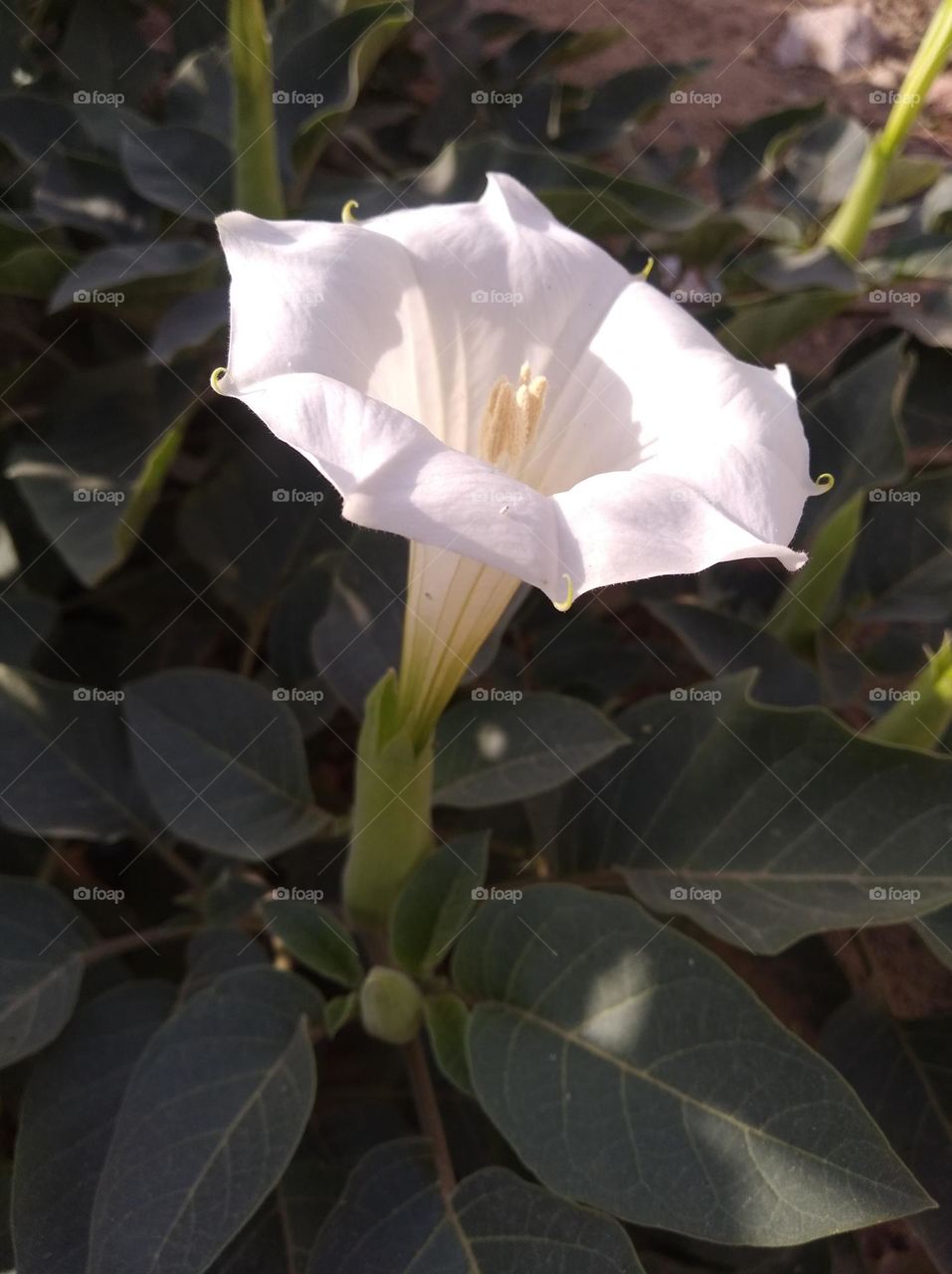 the Datura Flower white in colour looks very beautiful generally found everywhere fresh seasonal very poisonous species