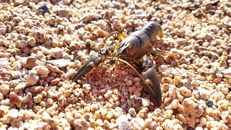 Fresh water crawfish