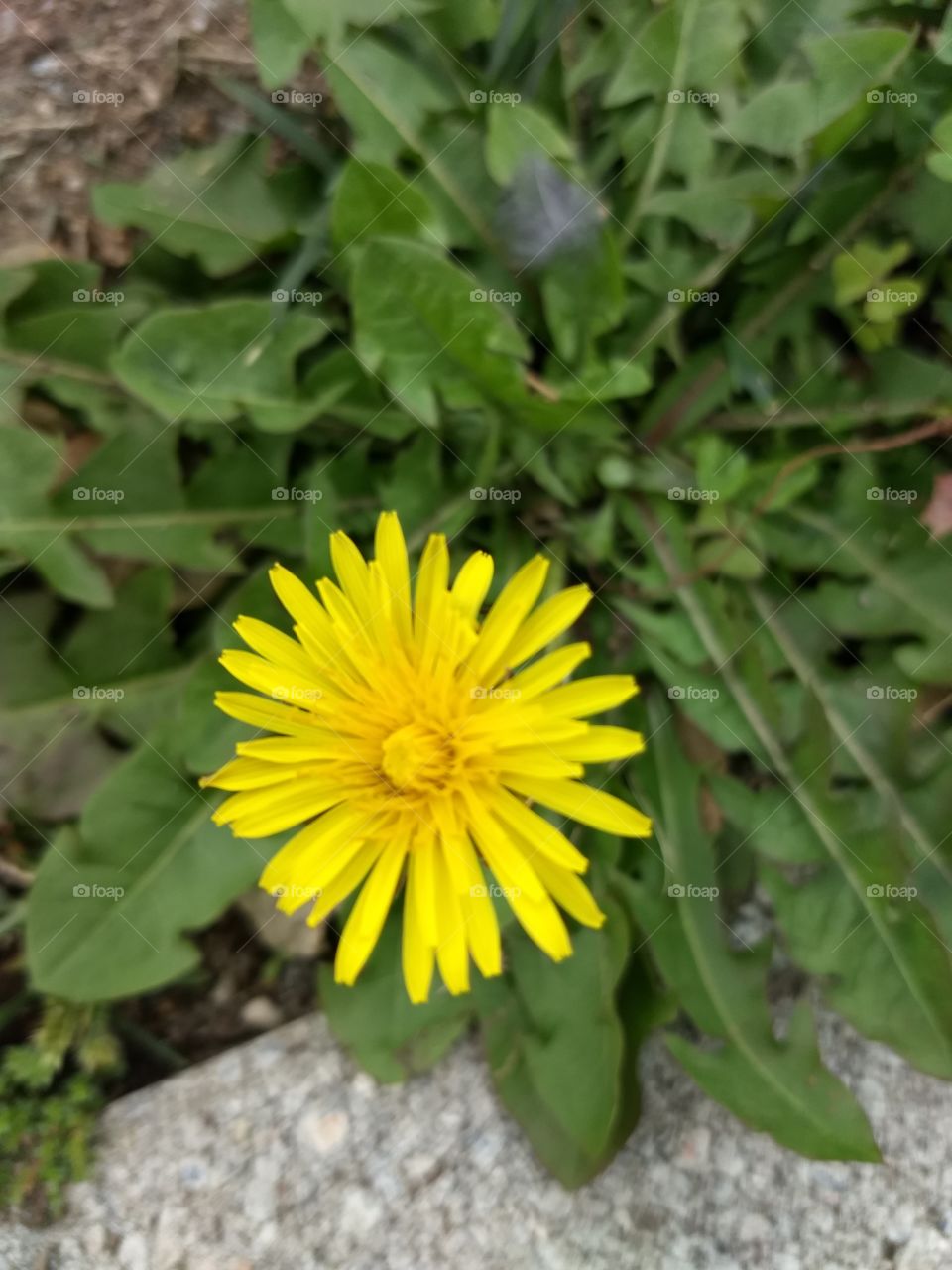 Yellow Flower
