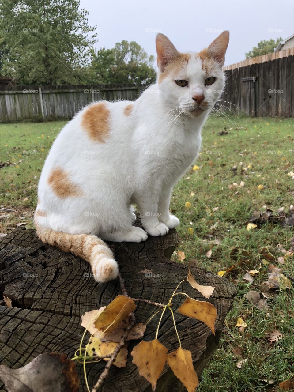 Sweetie cat in the fall