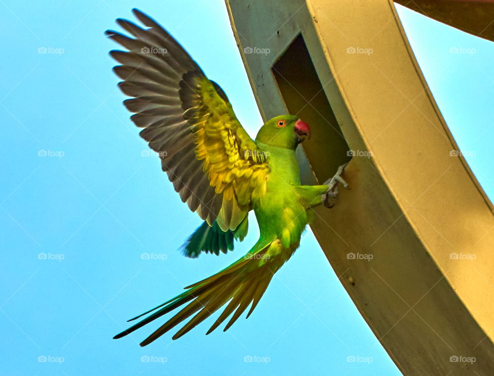 Parrot - finding place for nesting