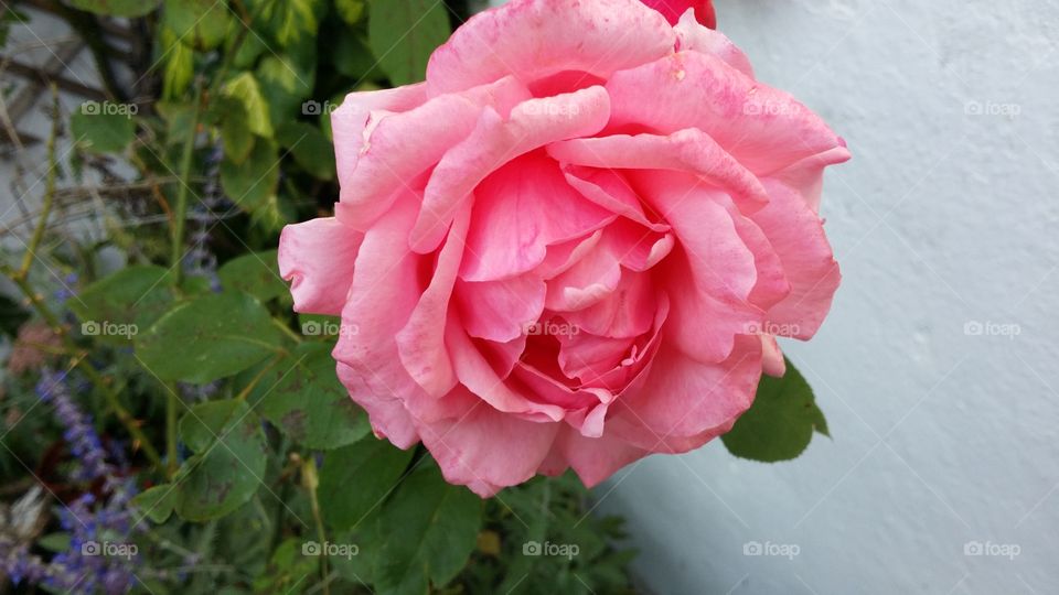 Flower, Rose, Nature, No Person, Flora