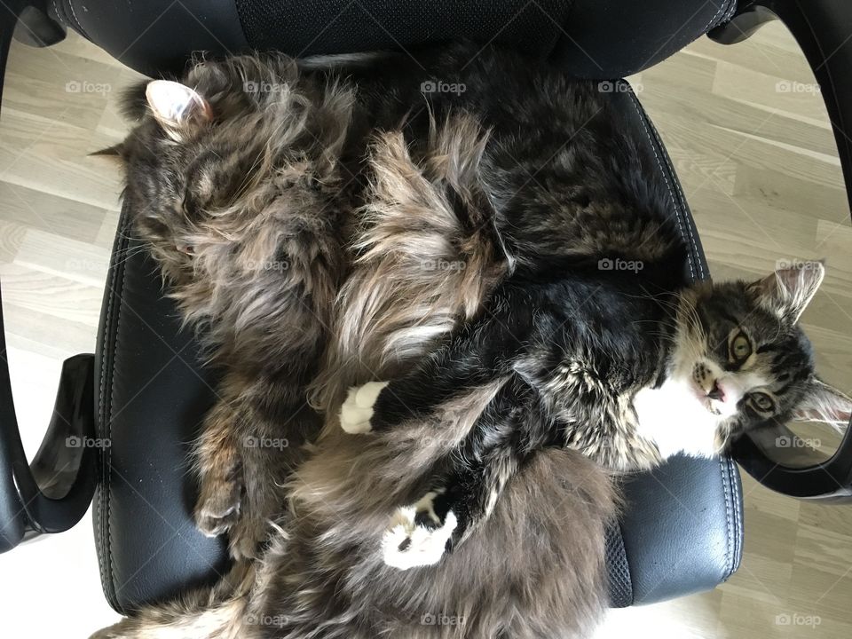 Fluffy cats