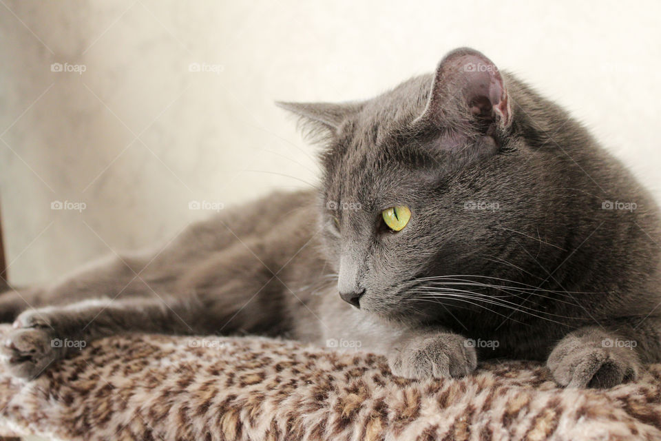 Russian blue cat