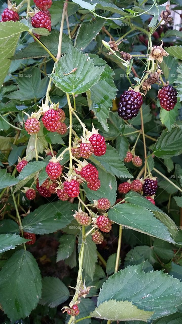 Blackberries waiting to ripen.