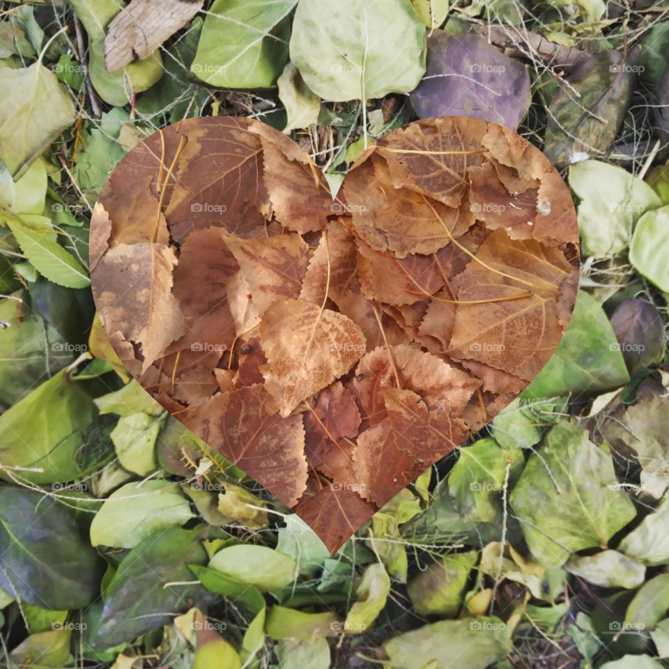 Two pictures of leaves with a heart shape and no border 💚