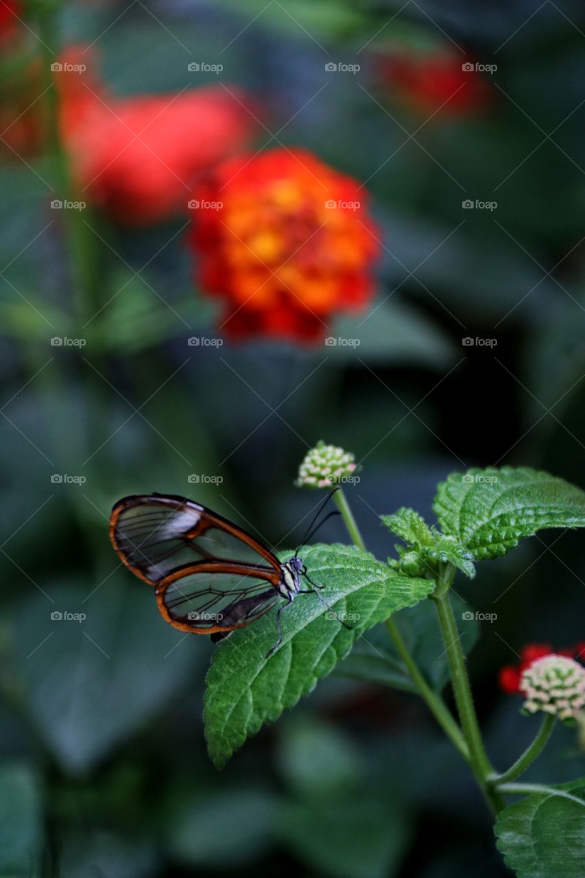 A colourful macro butterfly with translucent wings on green leaf in flower garden 