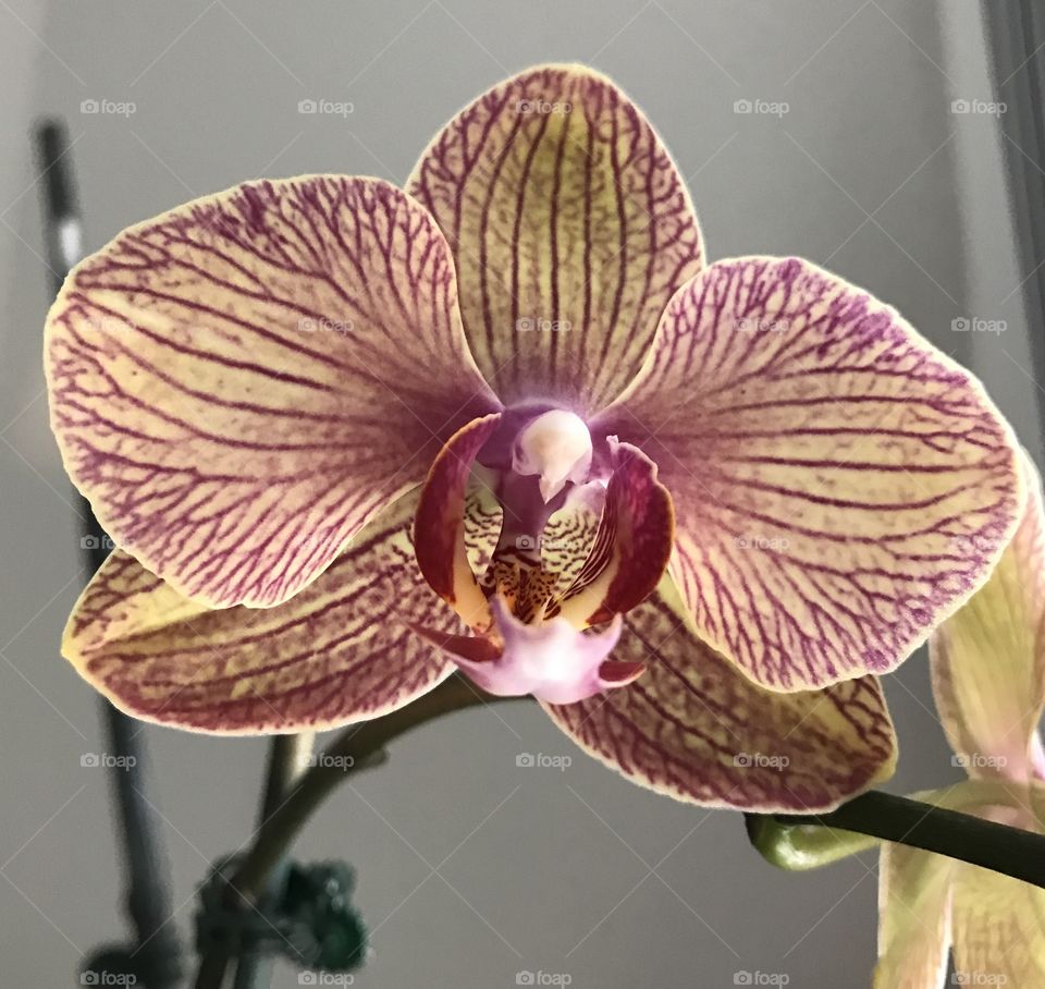 Orchid