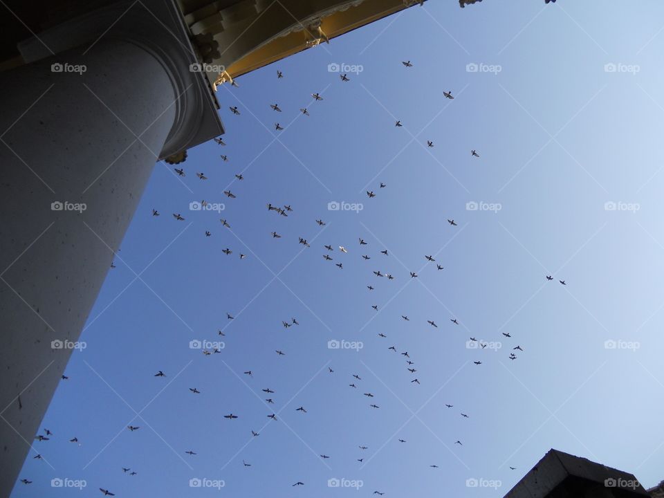 sky and birds 