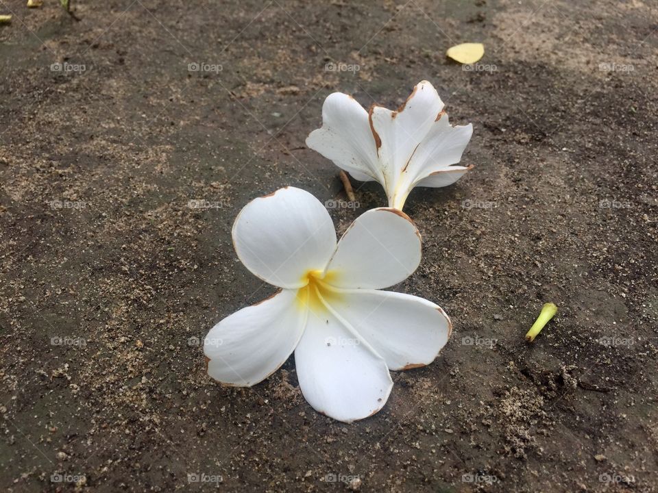 Flowers are the music of the ground ... from earth’s lips spoken without sound.