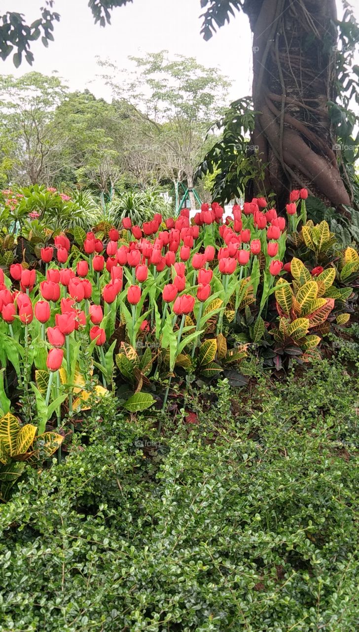 Tulips under the tree