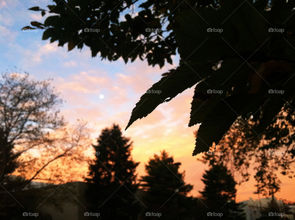 No Person, Tree, Outdoors, Backlit, Dawn