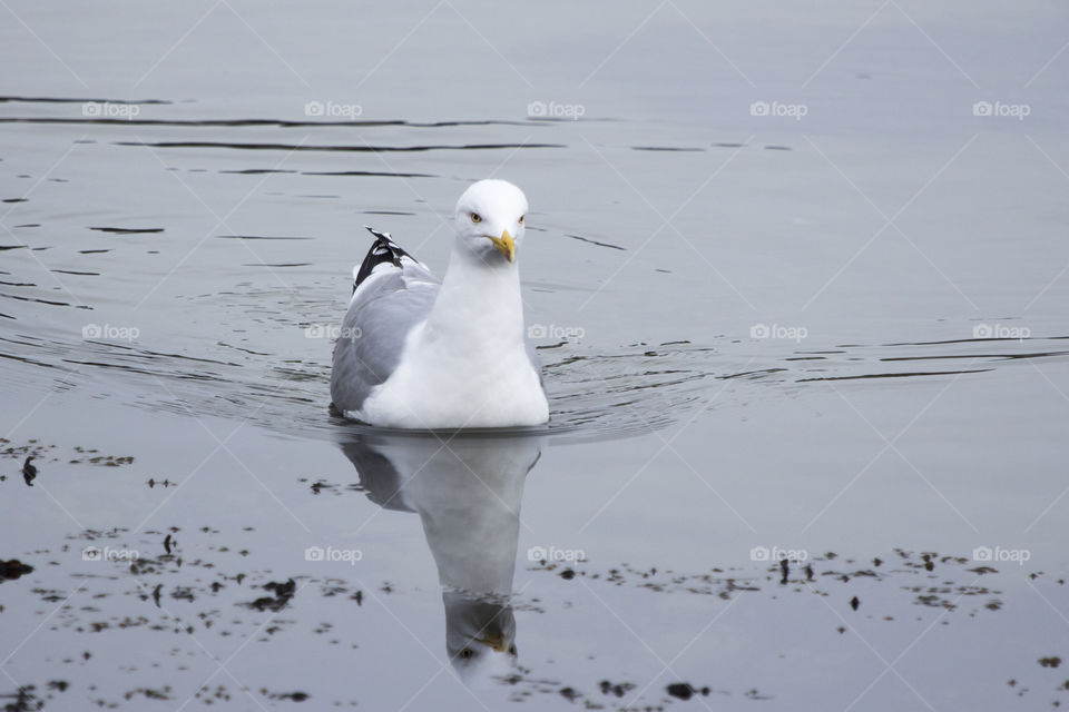 Seagull swimming reflections -
Fiskmås simmar 