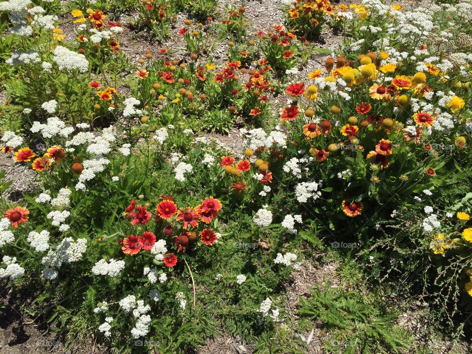 Variety of flower plant