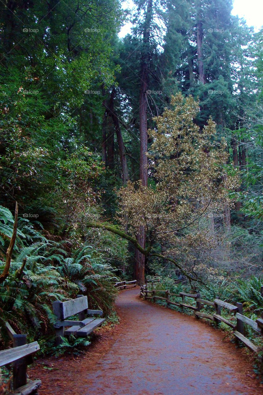 Muir redwoods