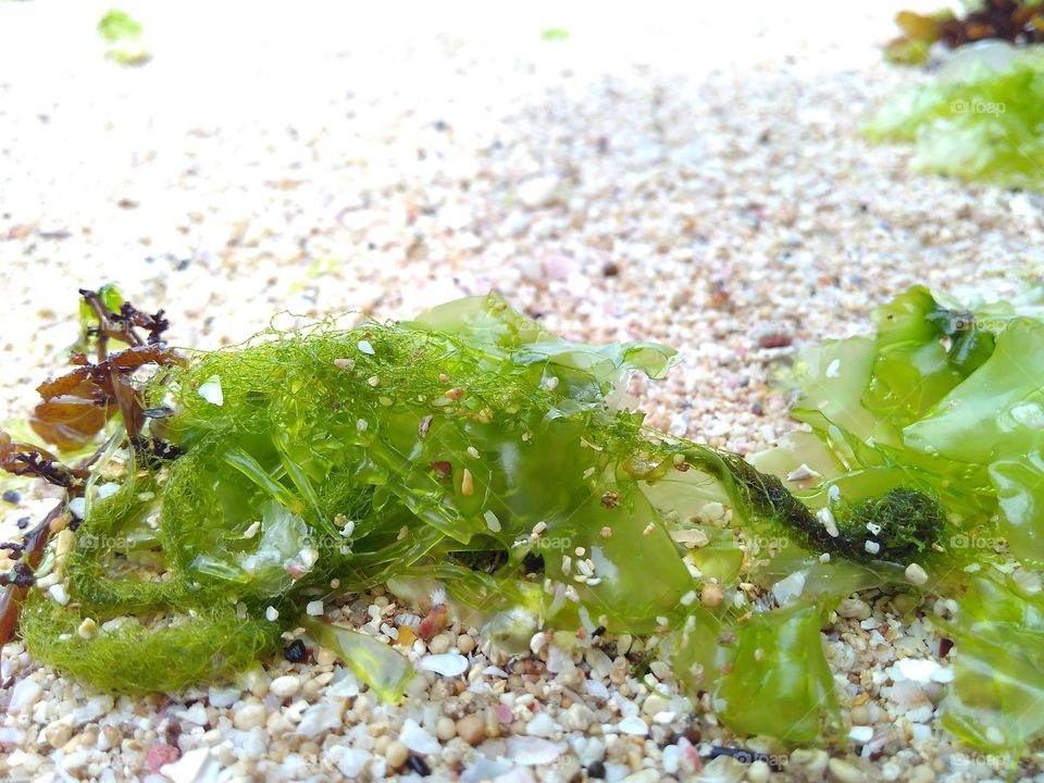 type of seaweed