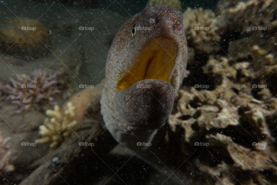 Moray eel Mooray lycodontis undulatus in the Red Sea, eilat israel a.e