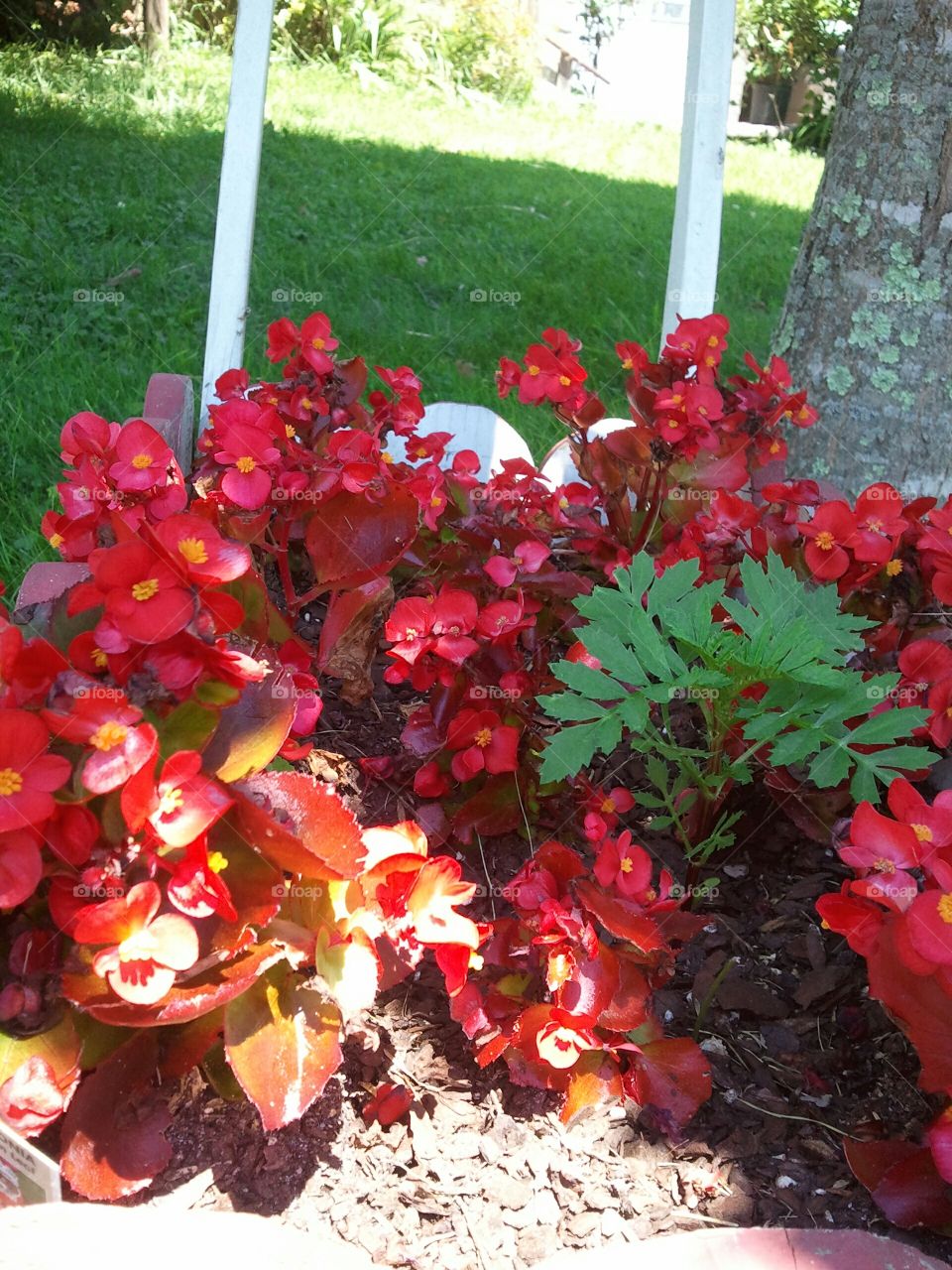 my mom's geraniums, beautiful red