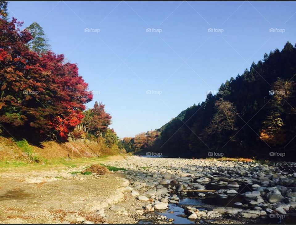 beautiful river with stone in forest