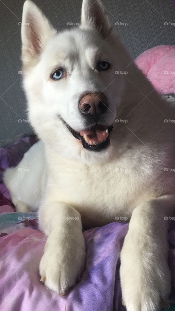 Husky 