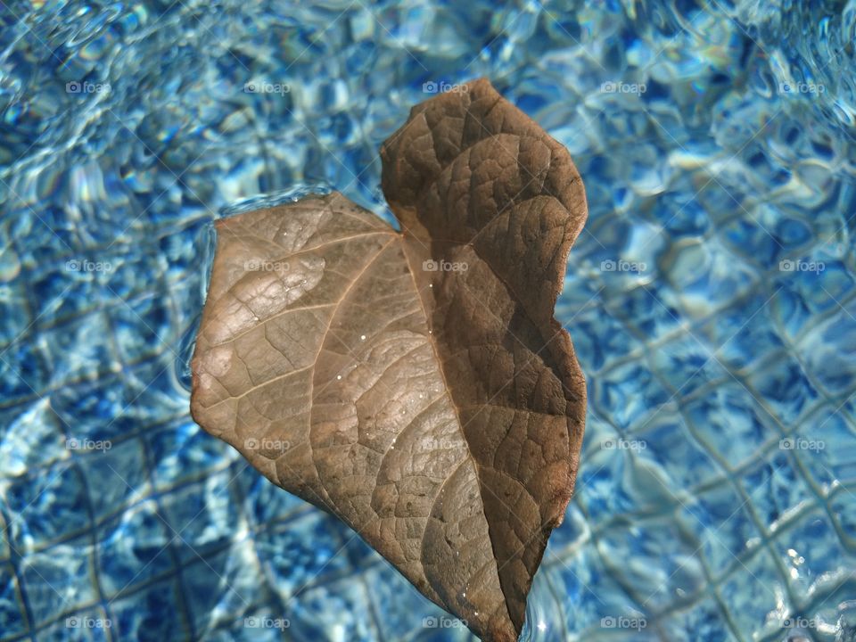 dry leaf floating on the water pool