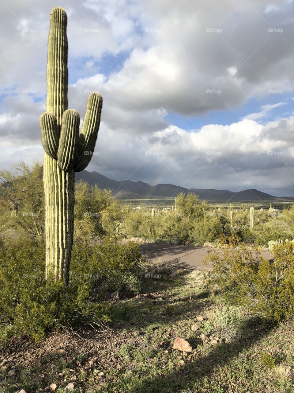 Saguaro and Rainbow