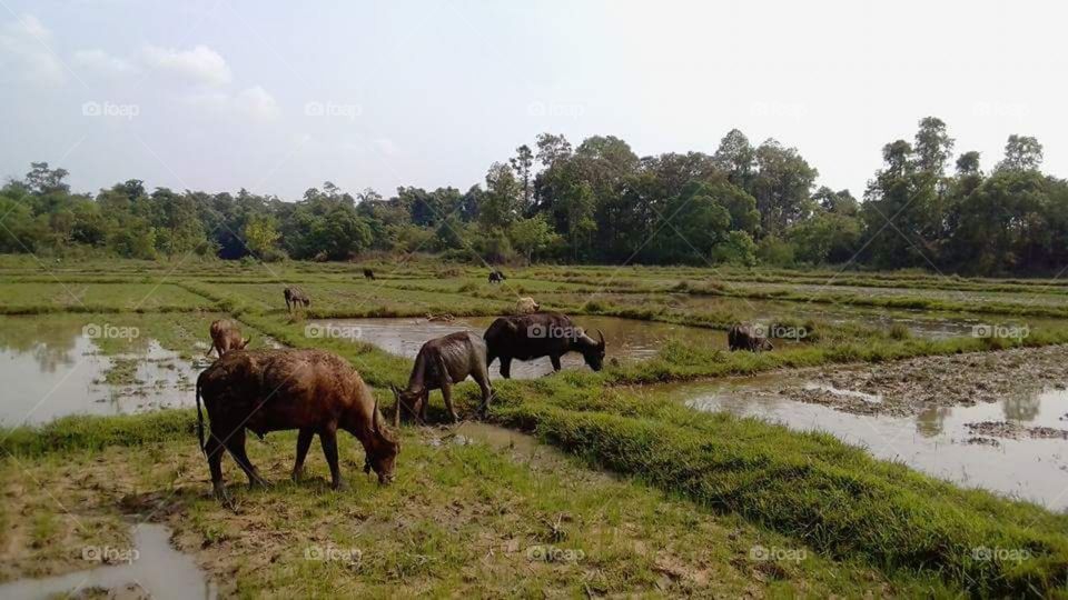 Nature in the country side